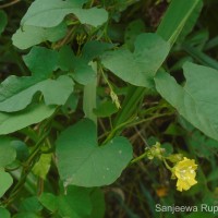 Merremia hederacea (Burm.f.) Hallier f.